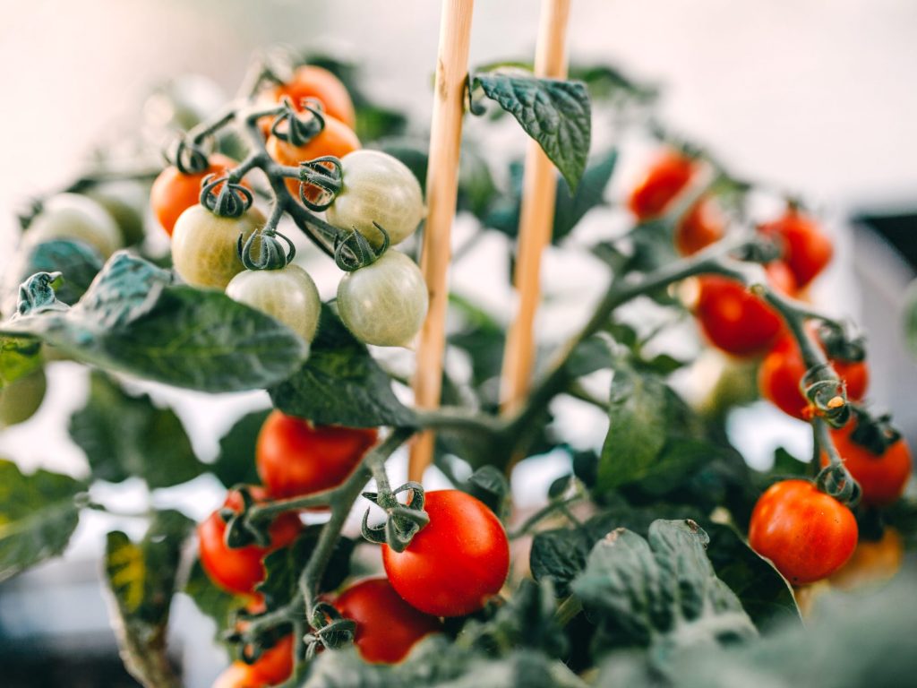 Vining (indeterminate) tomatoes 