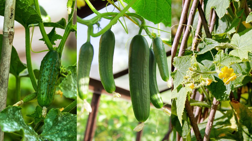 Cucumbers growing on a vertical gardening set-up 