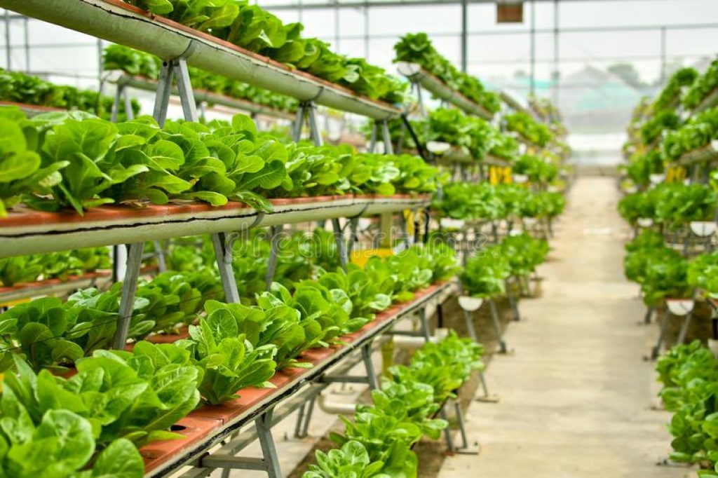 Indoor grown spinach — indoor vertical farming. 