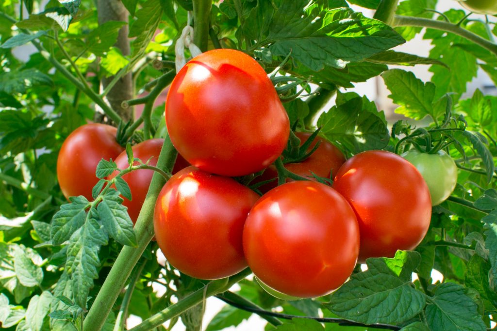 Vining tomatoes that can grow right on your balcony — indoor vertical farming.