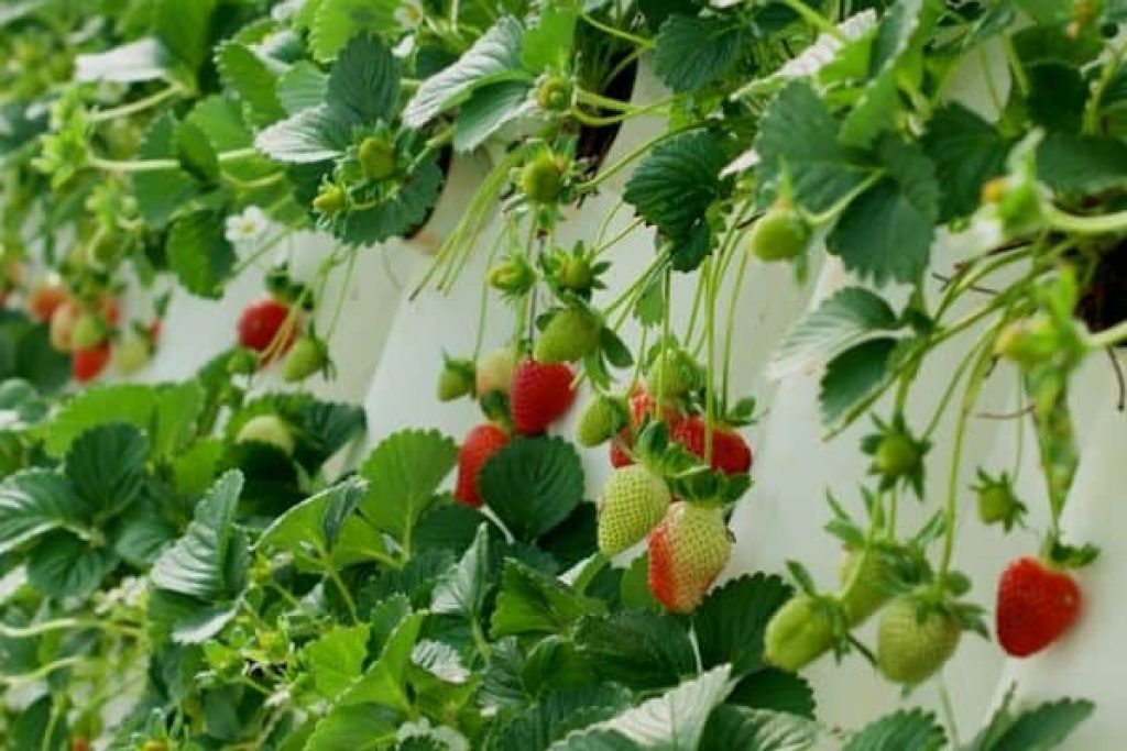 Strawberries growing in indoor vertical pocket walls. 