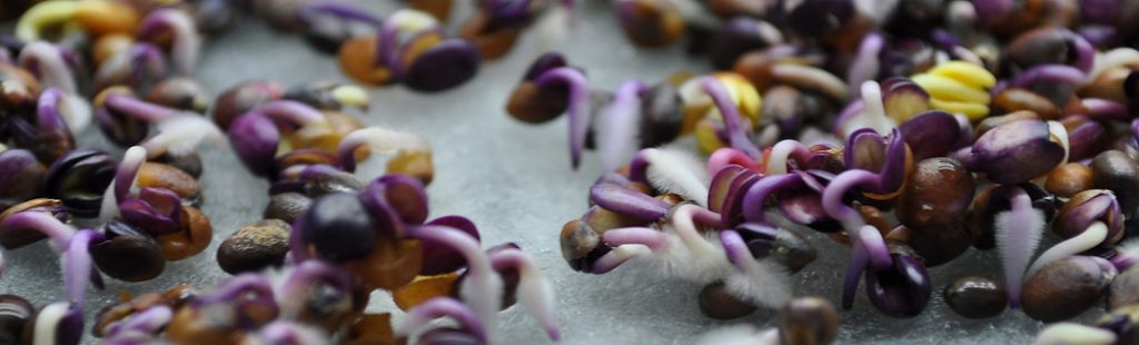 Germinating seeds on a grow mat.