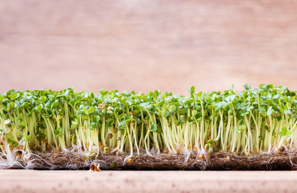 Hydroponically grown microgreens. 