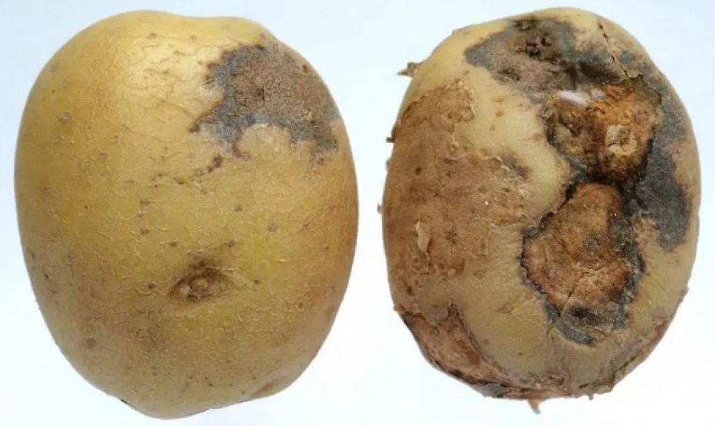 An overwatered potato — hydroponic potato tips.