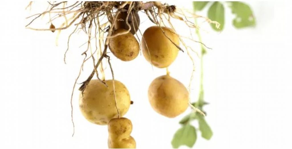 Hydroponic potato tips.