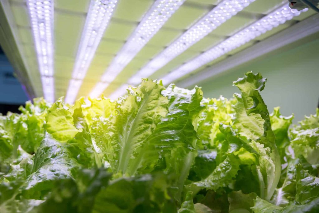 Hydroponic lettuce growing with indoor lighting. 