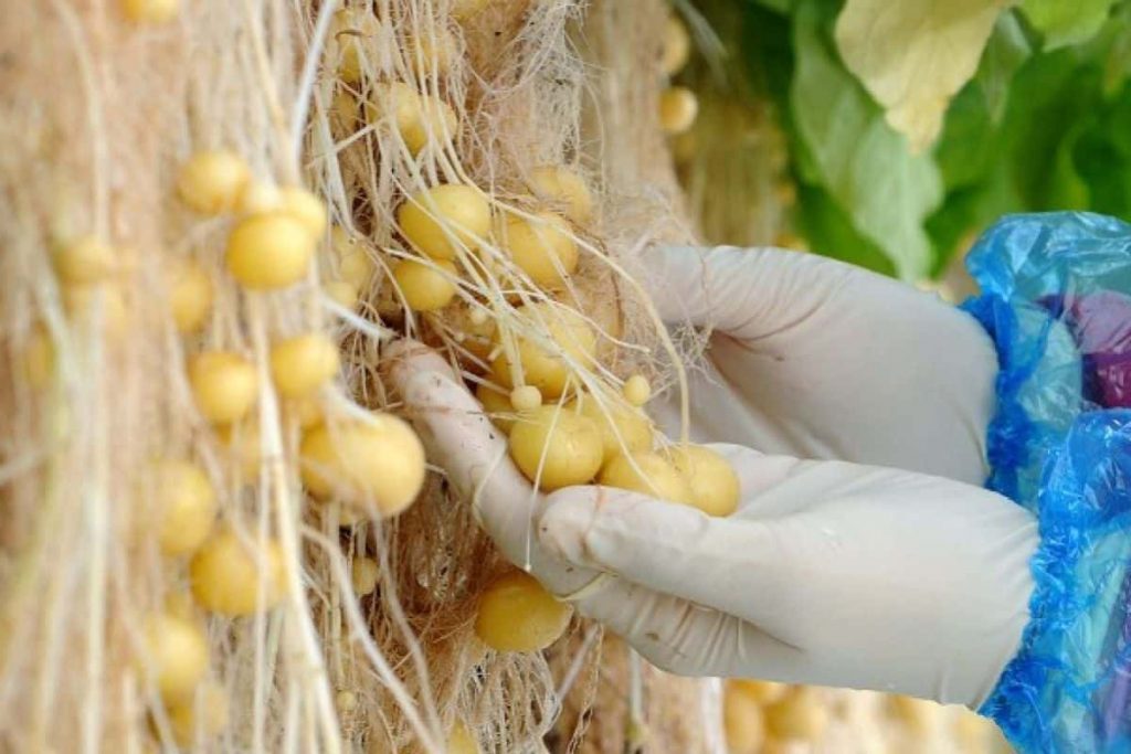 Hydroponically grown potatoes. 