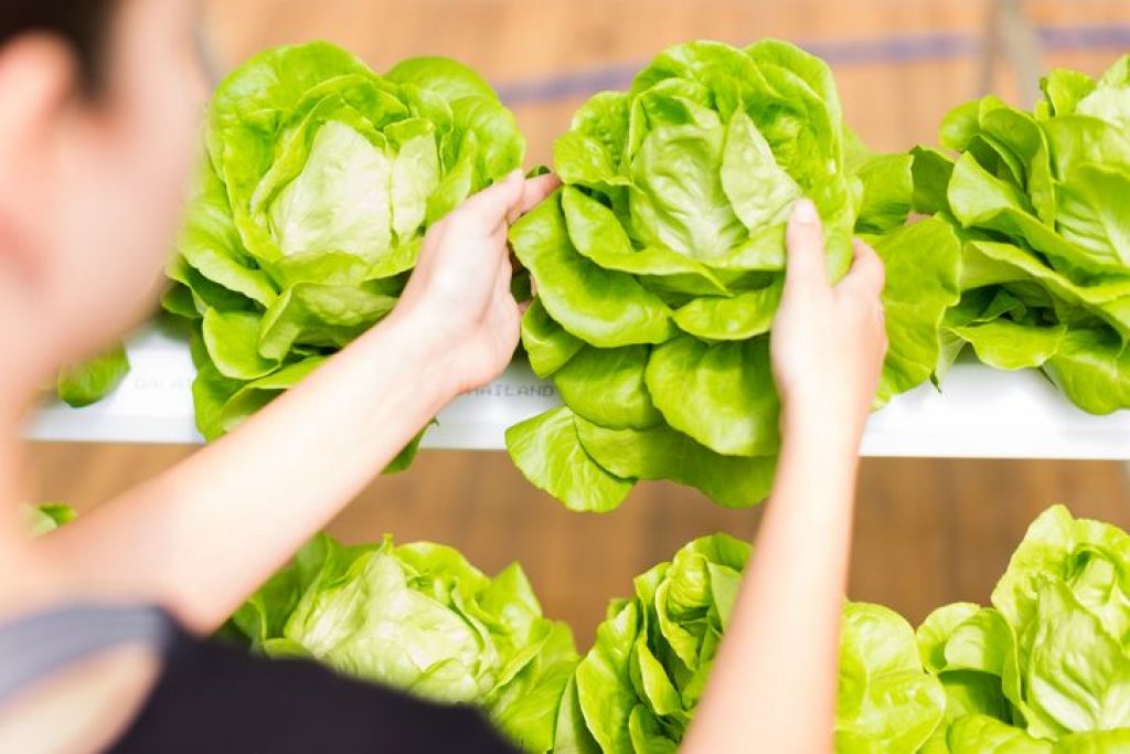Lettuce in a hydroponic system.