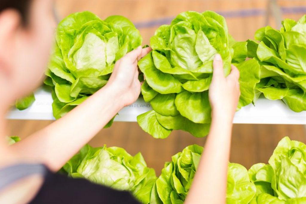 A Guide To Growing Hydroponic Lettuce At Home Climatebiz