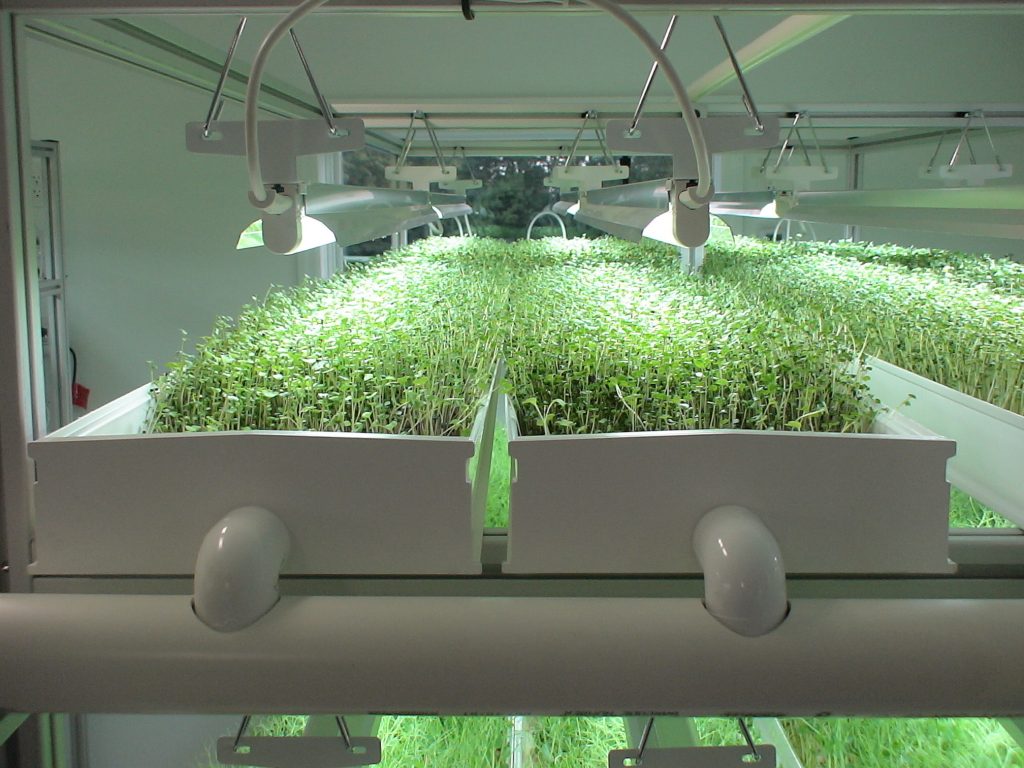 A commercial hydroponic microgreens setup with lights and a pumping system. 