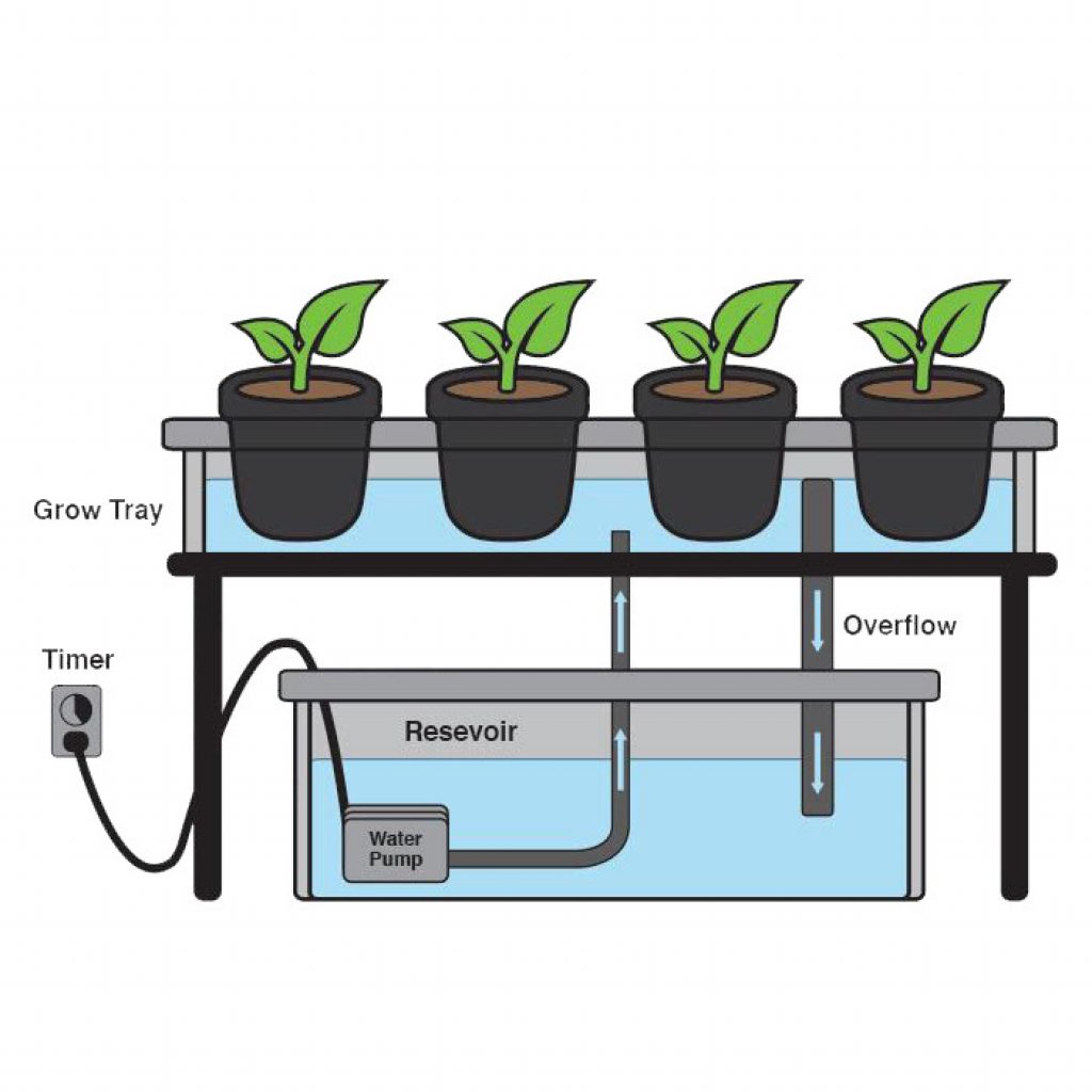 An ebb and flow hydroponic system. 