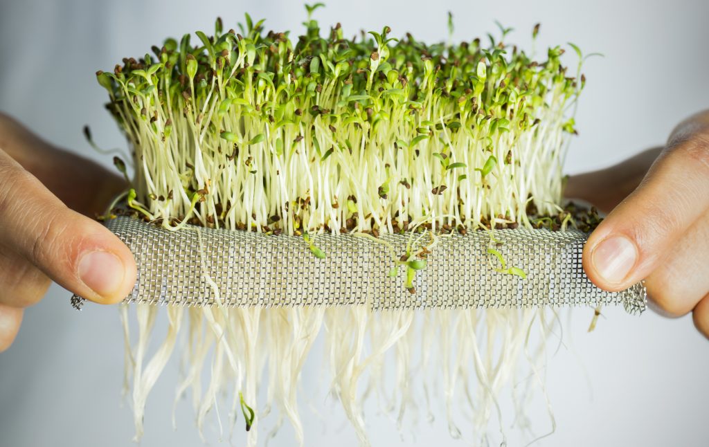 Example of films used for hydroponic microgreens. 