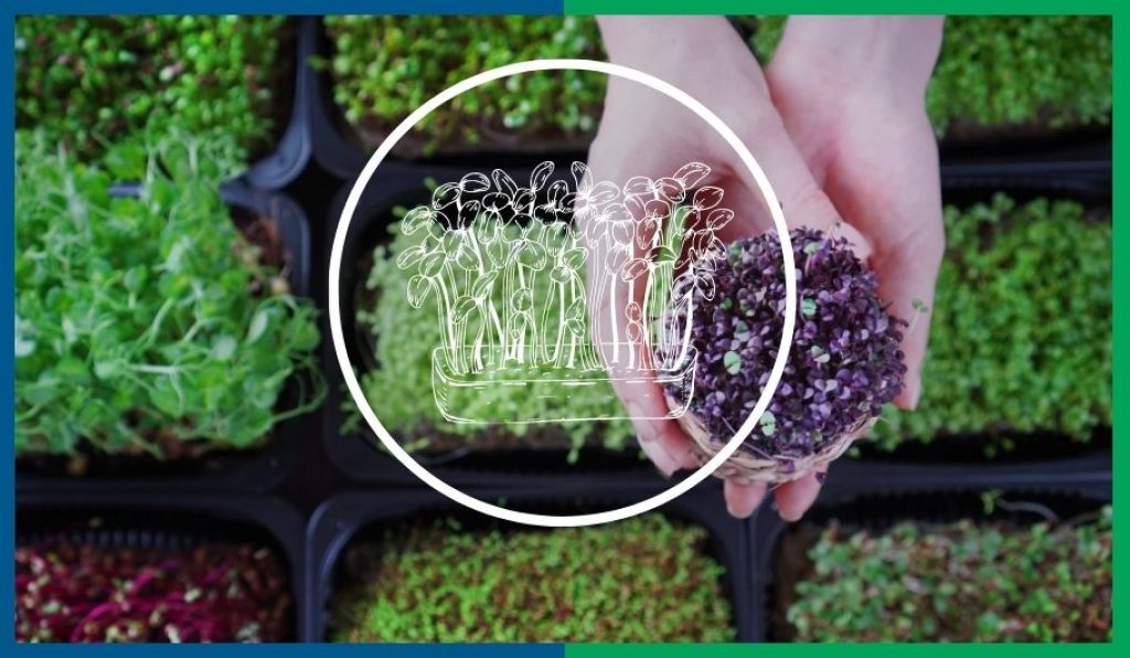 How To Grow Hydroponic Microgreens In 6 Steps