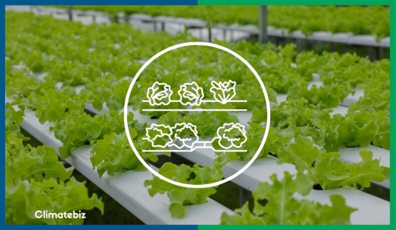 Learn how to grow your own lettuce hydroponically! Get step-by-step instructions and tips on the best methods for growing lettuce without soil.