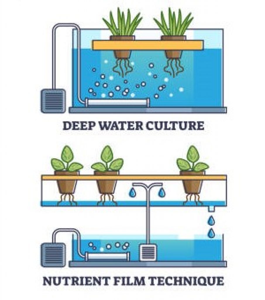 Two best techniques for hydroponic lettuce growing. 