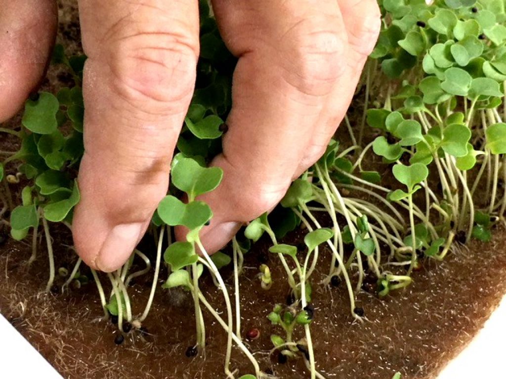 Pulling hydroponic microgreens from their growing mat. 
