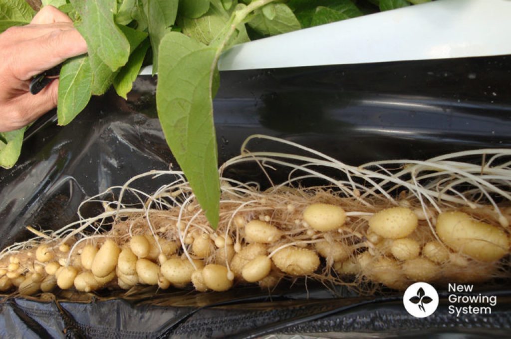 A crop of soilless potatoes — hydroponic potato tips.