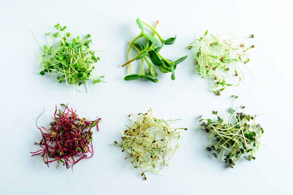 Bright and vivid hydroponic microgreens. 