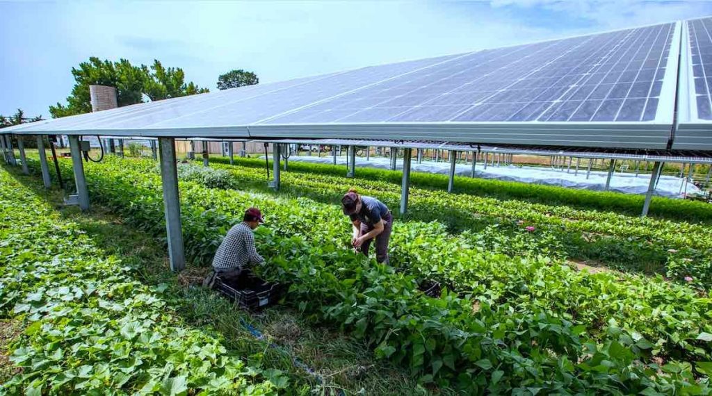 Agrivoltaics system setup at Jack Solar farm —agrivoltaics advantages and disadvantages.