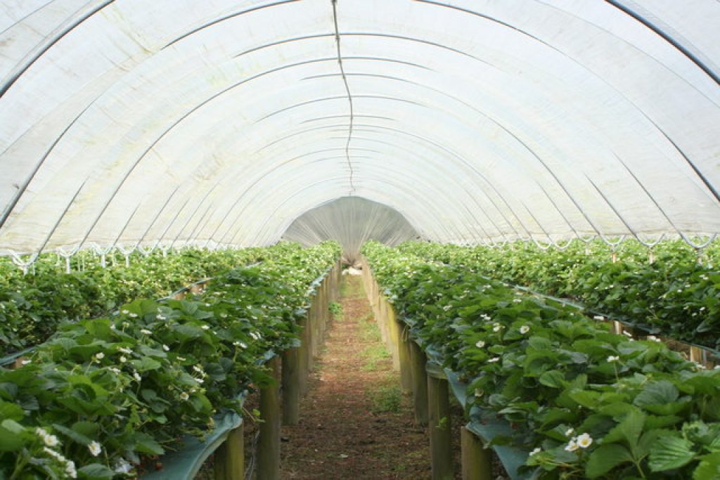 Artificial shade —agrivoltaics advantages and disadvantages.