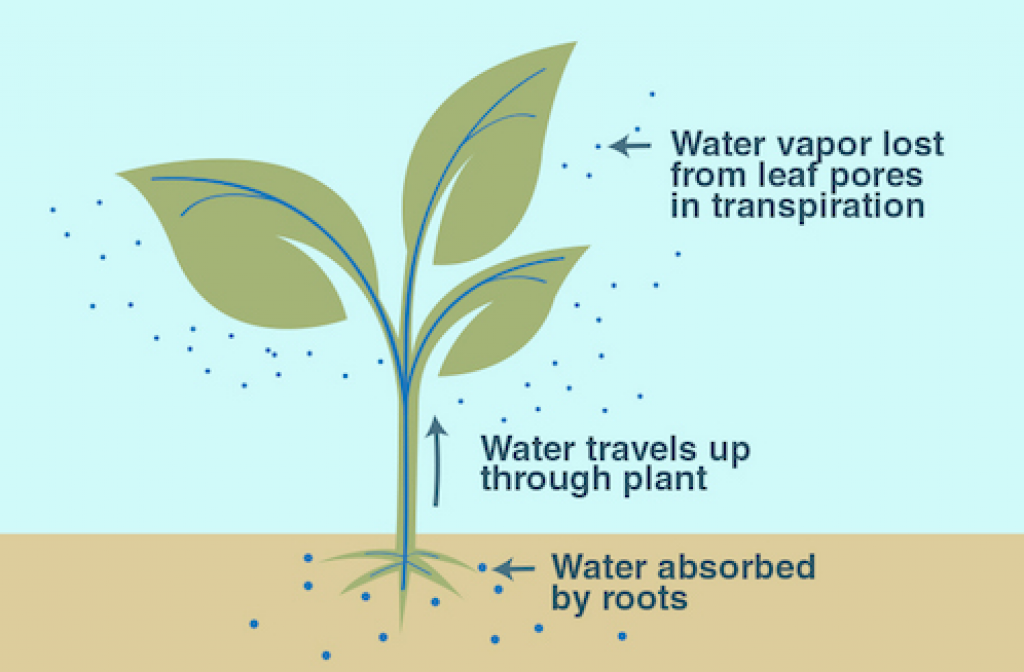 Transpiration process in plants —agrivoltaics advantages and disadvantages.