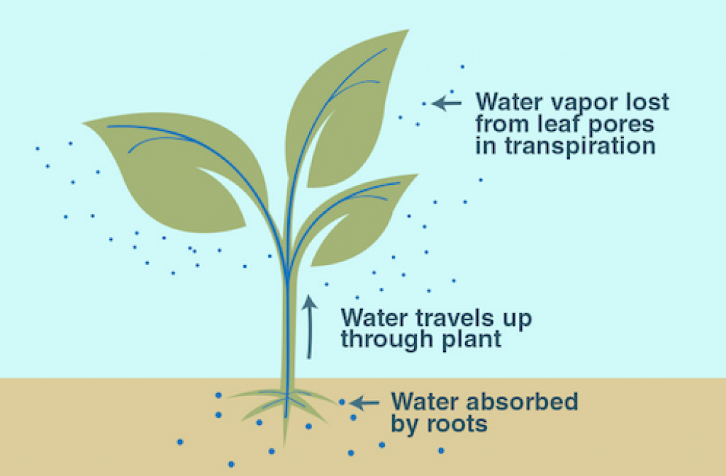 If you don t water the plants. Транспирация. Растение поглощает воду из почвы. Transpiration in Plants. Транспирация у растений это.