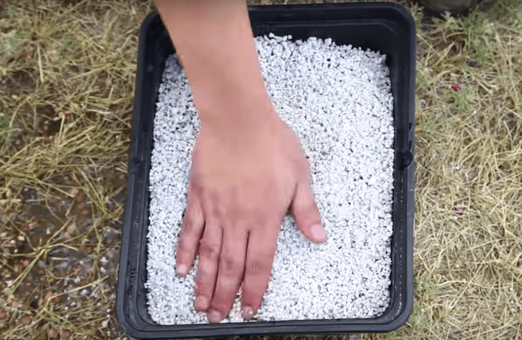 Perlite growing aggregate inside a growing tray. 