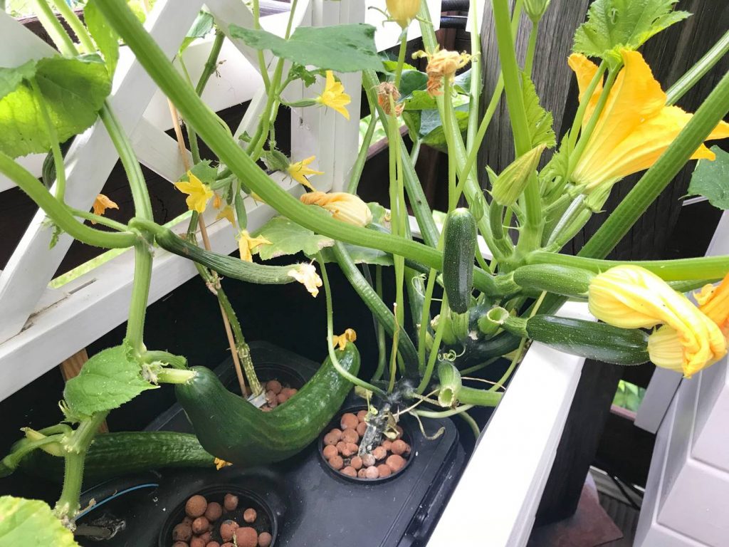 Hydroponic zucchini reaching maturity in an ebb and flow hydroponic system. 