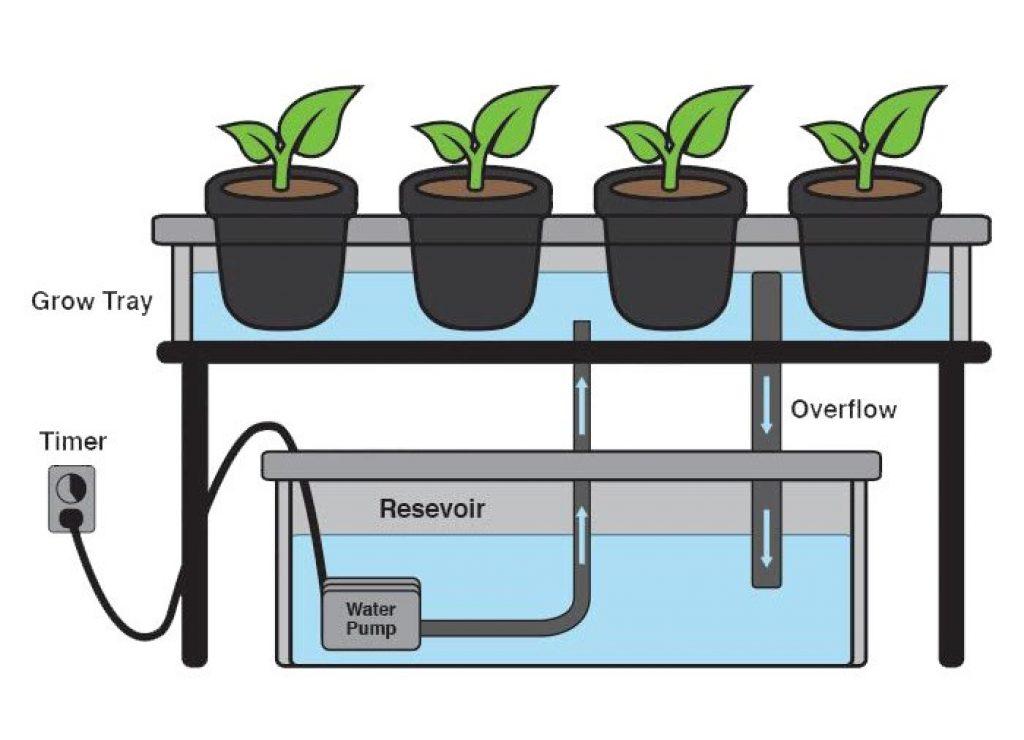 The basic setup of an ebb and flow hydroponic system. 