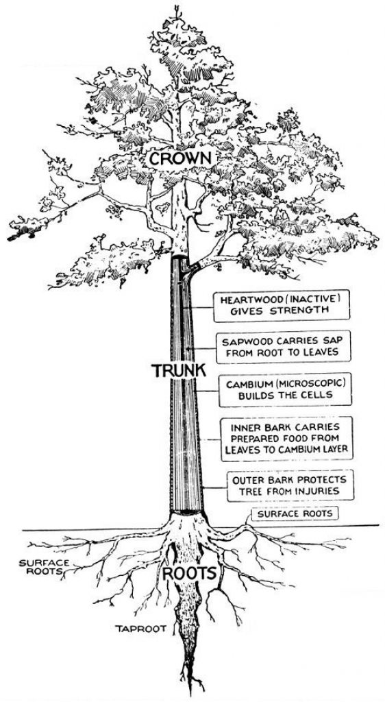 The various parts of a tree. 