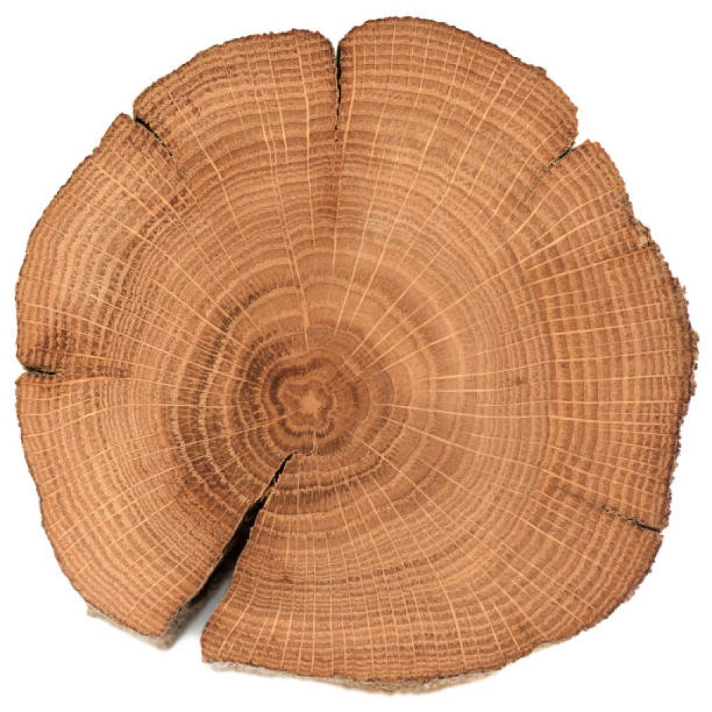Cross-section of a tree stump showing tree rings — eastern red cedar.