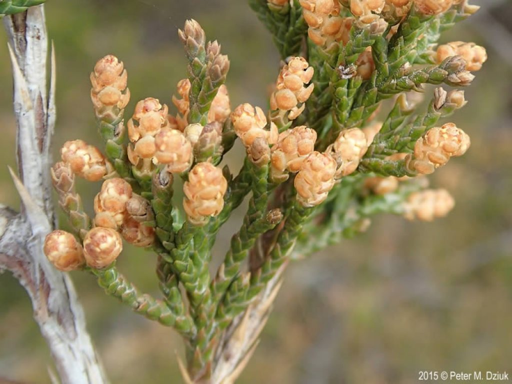 Flowers found on this tree species. 