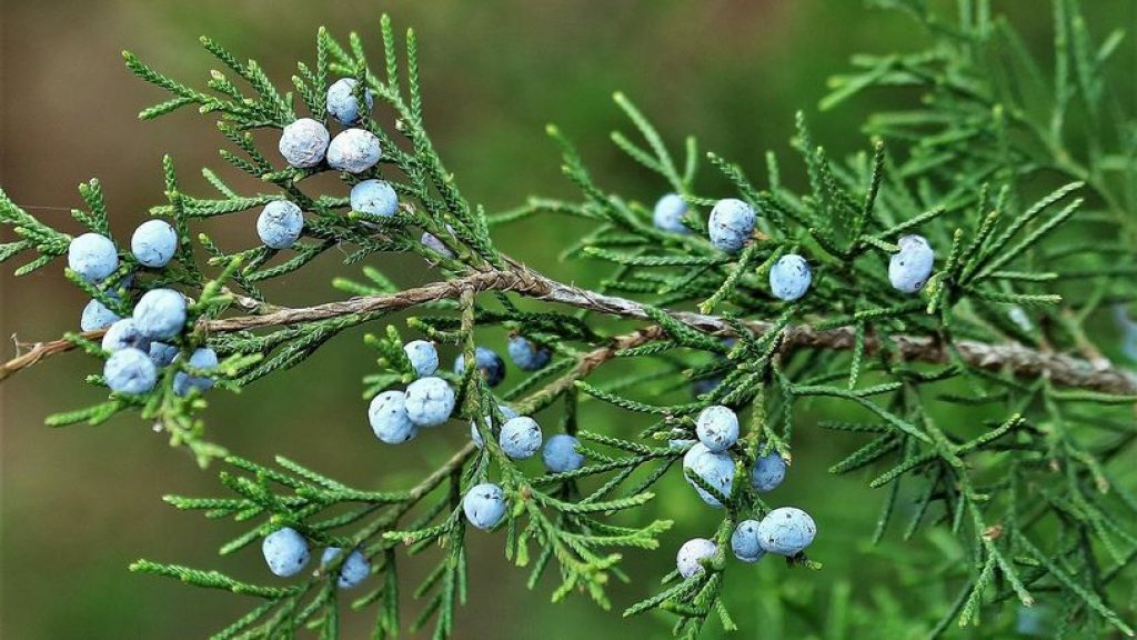 Close up of an Eastern Red Cedar Tree. 