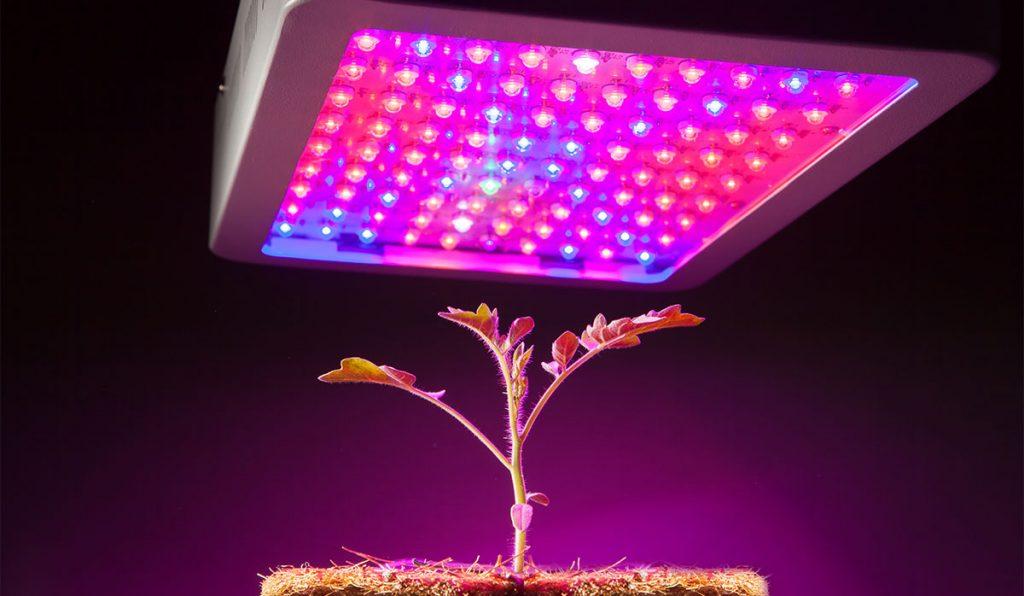 An indoor grow light. 