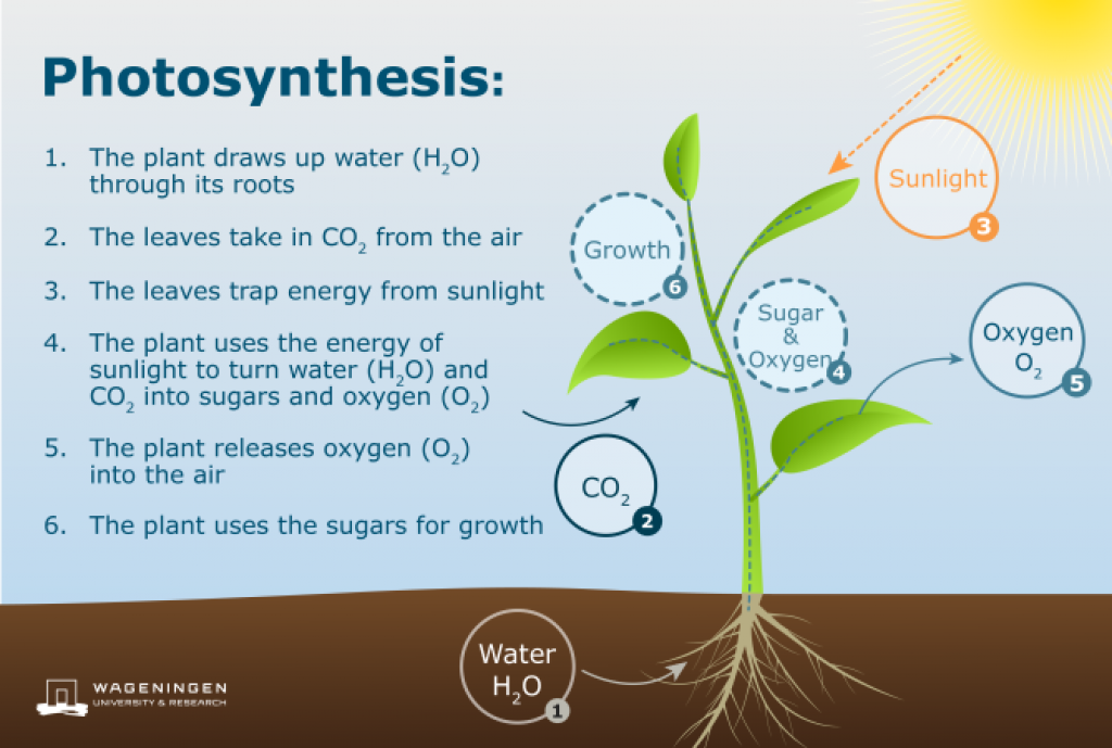 The photosynthesis process — hydroponic zucchini.