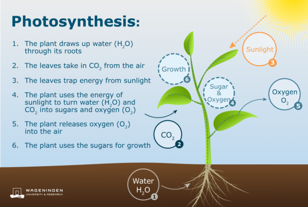 Water the plants перевод. Фотосинтез. Зкщсуыуы ща зрщещынтеруышы. Фотосинтез инфографика. Photosynthesis process.