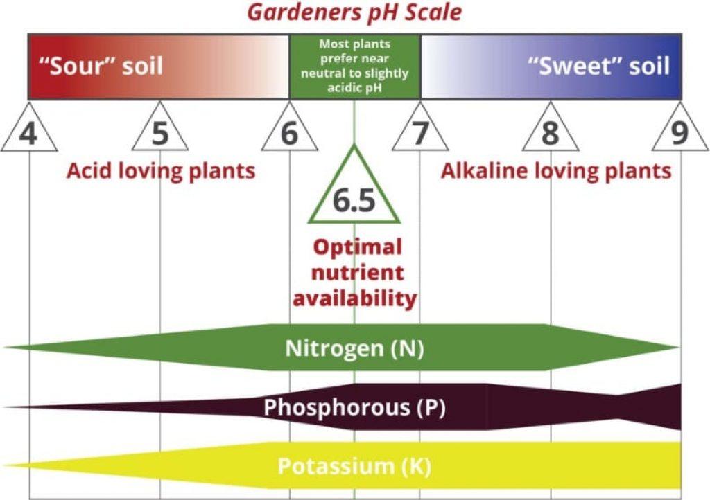 pH level spectrum — hydroponic zucchini.
